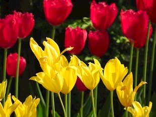 红黄郁金香绽放美景