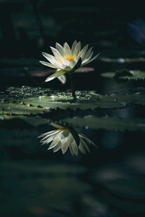 水中绽放的美丽白睡莲