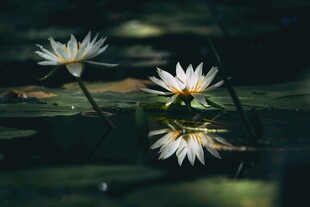 水中绽放的优雅白睡莲