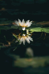 水中绽放的美丽白睡莲