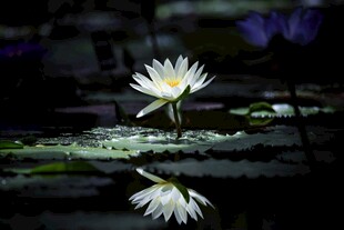 水中绽放的圣洁白睡莲