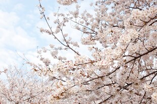 春日烂漫樱花枝头绽放