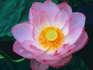 娇艳盛开的粉色荷花