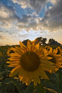 夕阳下的向日葵花田