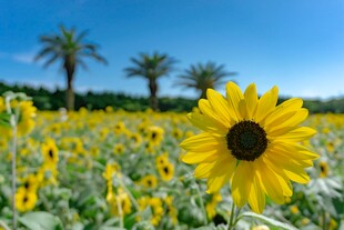 向日葵田中的灿烂花朵