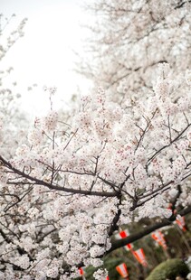 烂漫樱花下的祈福场景