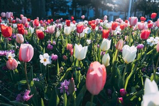多彩郁金香花海