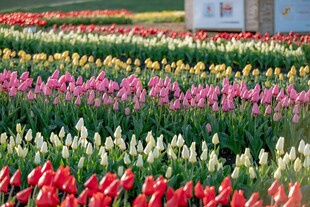 多彩郁金香花海景观