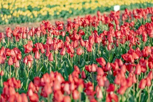 绚烂郁金香花海