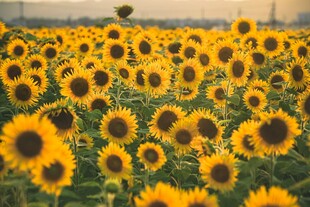 向日葵花海灿烂的生机