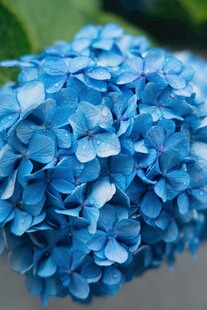 蓝色绣球花特写