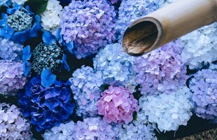 花朵间的浇水瞬间