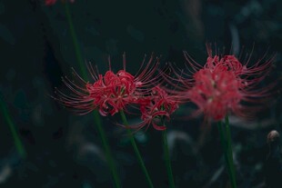 艳丽彼岸花绽放