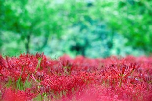火红彼岸花绽放的美景