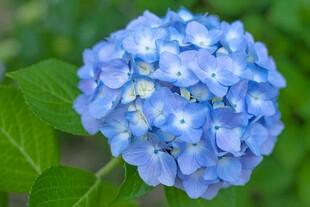 蓝色绣球花特写