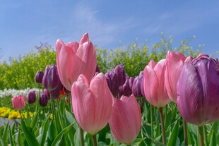 缤纷郁金香绽放于绿野