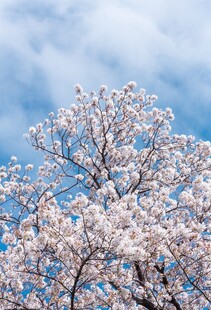 蓝天映衬下的烂漫樱花树