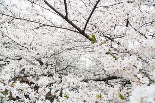枝头繁花盛雪樱共景美