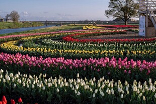 五彩斑斓的郁金香花田