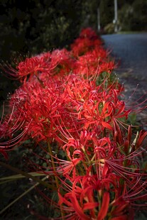 路边盛放的艳丽红色彼岸花