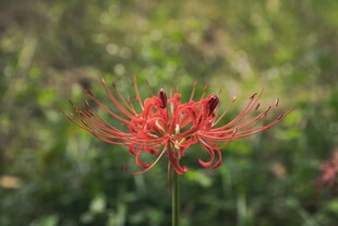 娇艳彼岸花绽放于绿野