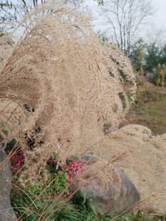 蓬松荻草芦苇自然野趣之景