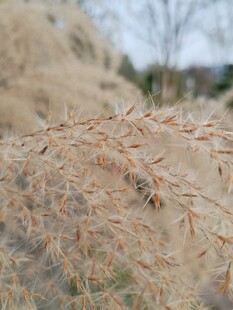 蓬松干草特写芦苇