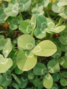 三叶草植物特写