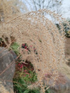 轻柔荻花芦苇尽显自然之美