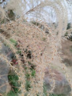 干枯植物特写芦苇