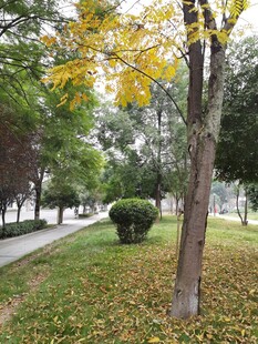 秋日公园的静谧景致