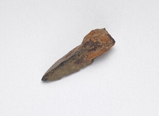 远古神秘动物牙齿化石