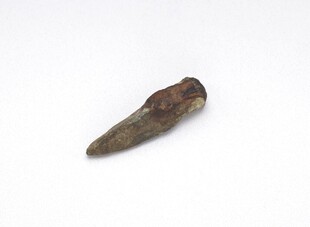 远古恐龙牙齿化石标本