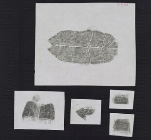 远古树叶化石标本展示