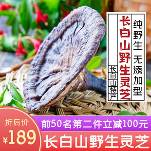 长白山野生灵芝展示