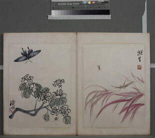古风花鸟绘画古籍书页