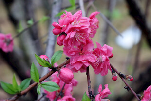 娇艳粉色桃花枝头绽放