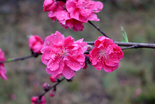 娇艳绽放的粉色桃花枝