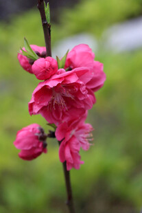 娇艳粉色桃花枝头绽放