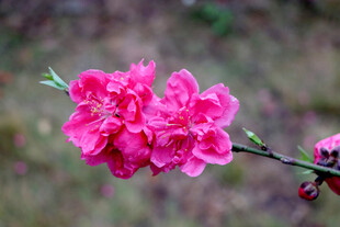 娇艳绽放的粉色桃花