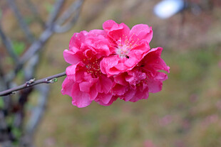 娇艳绽放的粉色桃花