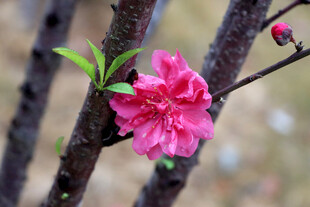 枝头绽放的娇艳粉色桃花