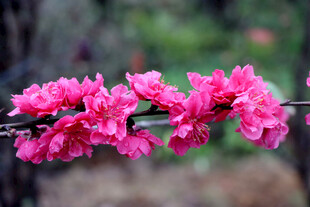 娇艳绽放的粉色桃花枝