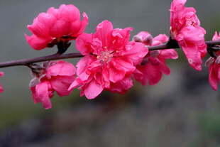 娇艳桃花枝头绽放