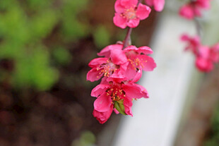 娇艳垂枝桃花绽放