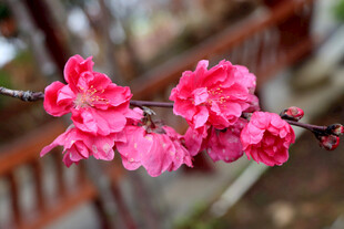 枝头绽放的娇艳粉色花朵