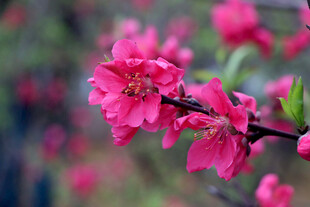 娇艳桃花绽放枝头