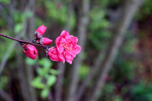 枝头绽放的娇艳桃花