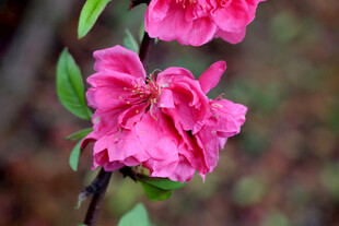 娇艳粉色桃花绽放枝头