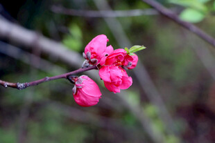 枝头绽放的娇艳粉色桃花